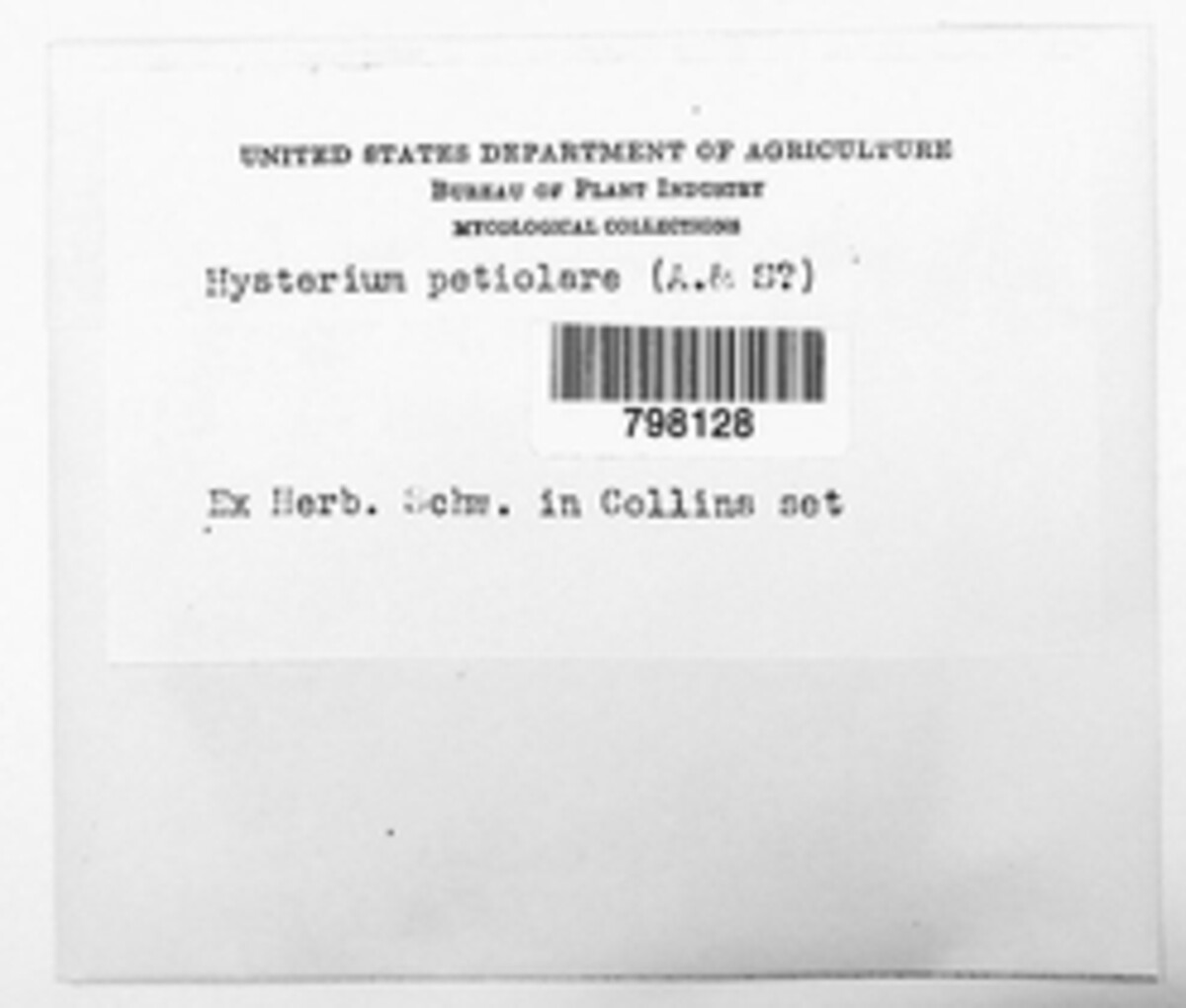 Hysterium petiolare image